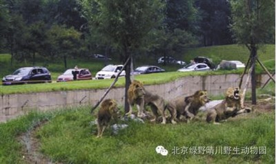 在动物园自驾区官方介绍资料图片中显示，一条壕沟将游客与猛兽隔离开。受访者供图