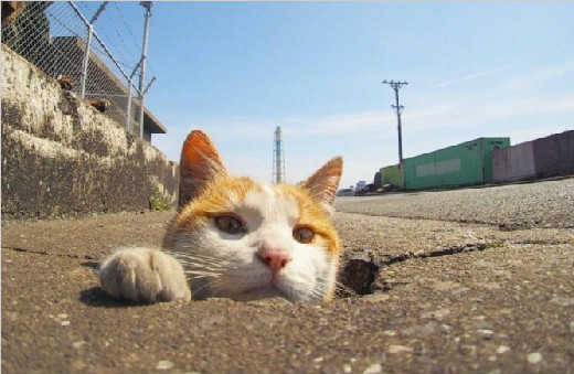 摄影师跟拍流浪猫 好想抱回家”