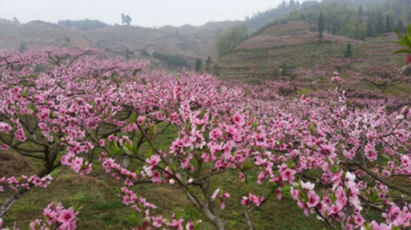 鄱阳湖外的桃花源竟这么美