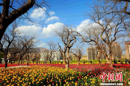 甘肃刘家峡暮春时节郁金香花开“红艳艳”