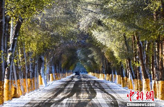 甘肃河西小城暮春飞雪 美景入画来