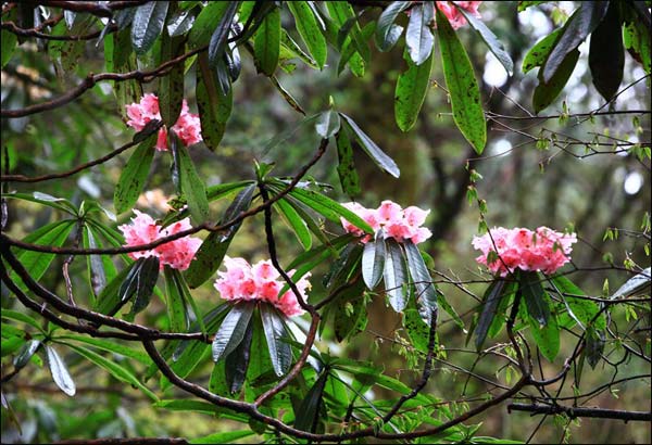 立夏时节：烟雨峨眉 佛国的杜鹃花红了