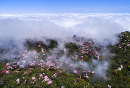 5.19中国旅游日约“惠”最后赏花期，金佛山景区连免三天门票