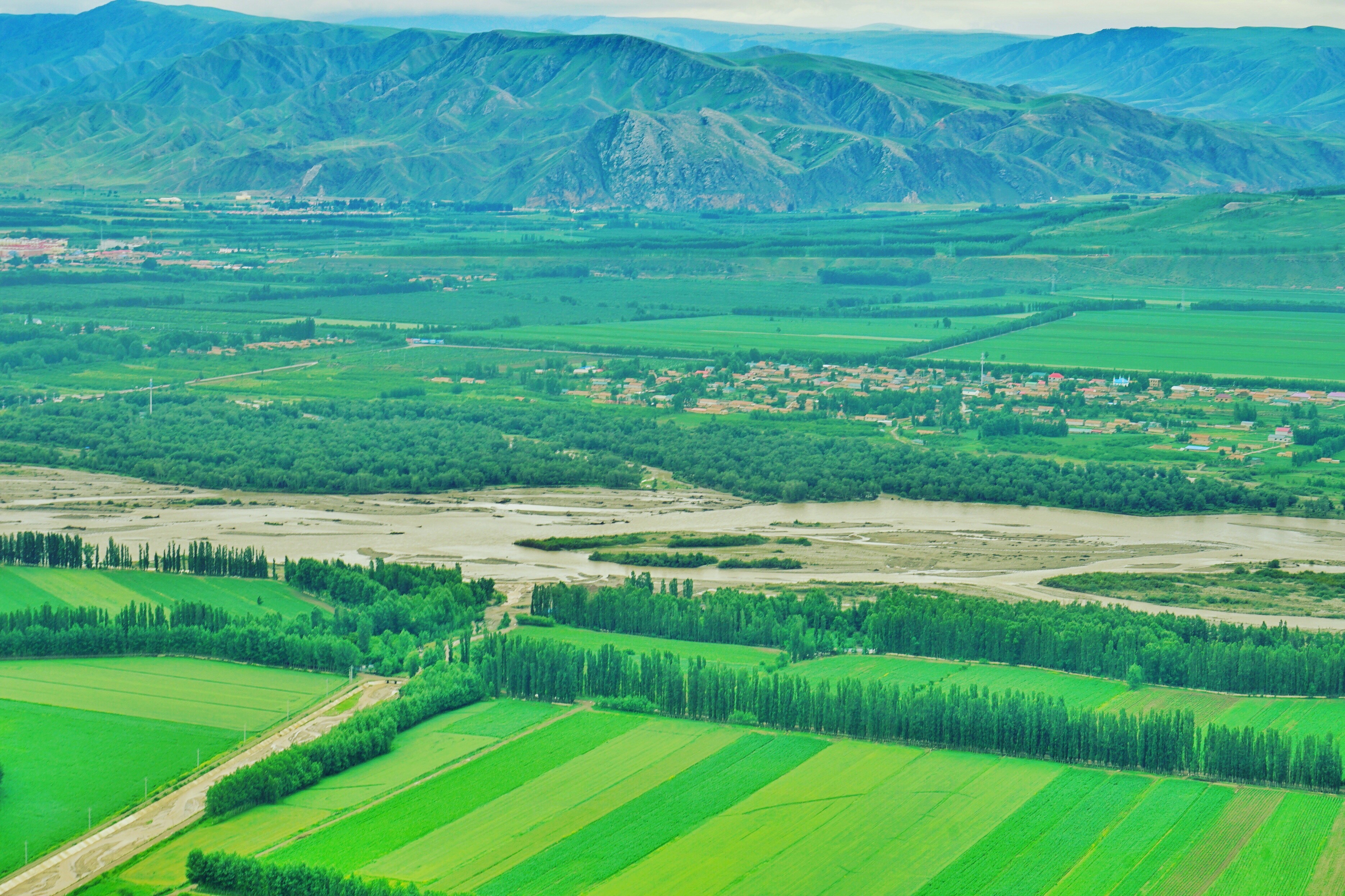 新疆赛里木湖全面开启花海模式 错过又要等一年