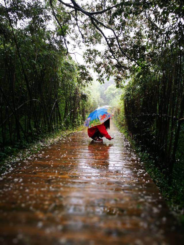 烟雨金佛山 吸引众多游客冒雨游览