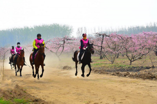 第五届中国砀山国际马术耐力赛在黄河故道举行促文旅产业升级